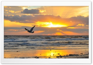 Flying Seagull At Sunrise