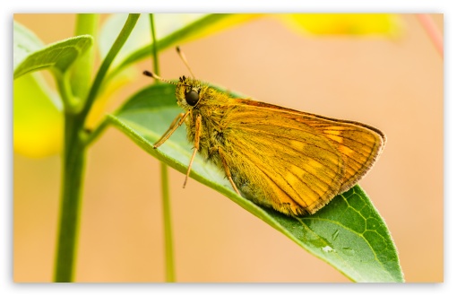 Download Yellow Butterfly UltraHD Wallpaper