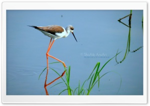 Water Bird - Shoaib Photography