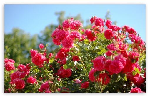 Download Roses Bush UltraHD Wallpaper