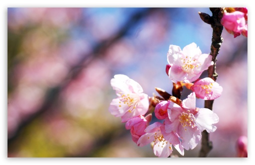 Download Pink Blossoms, Spring UltraHD Wallpaper