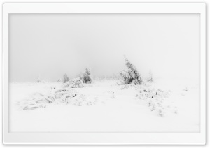 Winter Fog White Snow Trees...