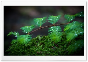 Moss Leaves And Drops