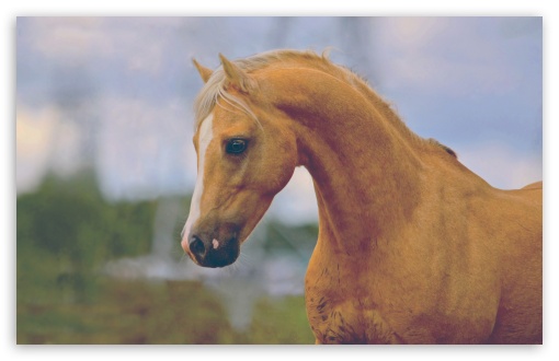 Download Horse Head UltraHD Wallpaper