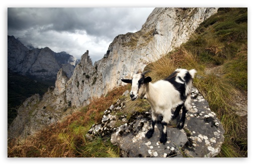 Download Black Goat UltraHD Wallpaper