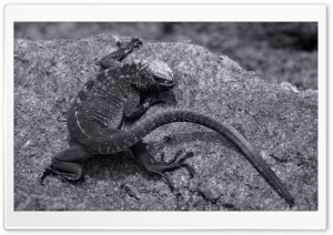 Lava Lizard