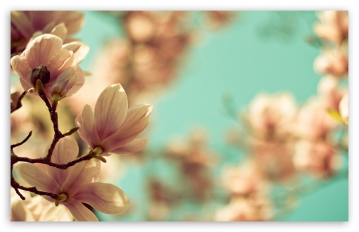 Download Magnolia Flowers UltraHD Wallpaper
