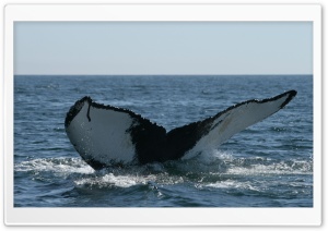 Brier Island Whale