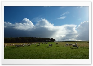 Sheep Grazing