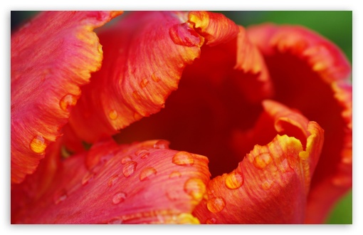 Download Tulip Close-up UltraHD Wallpaper