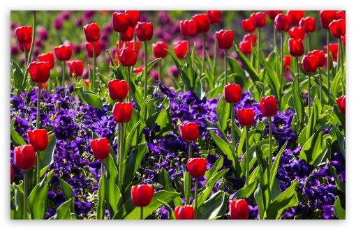 Download Red Tulips and Irises UltraHD Wallpaper