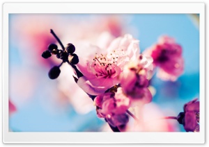 Cherry Blossom Macro