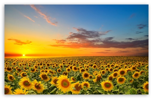 Download Sunset Over Sunflowers Field UltraHD
