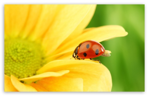 Download Ladybug On Yellow Flower, Macro UltraHD Wallpaper