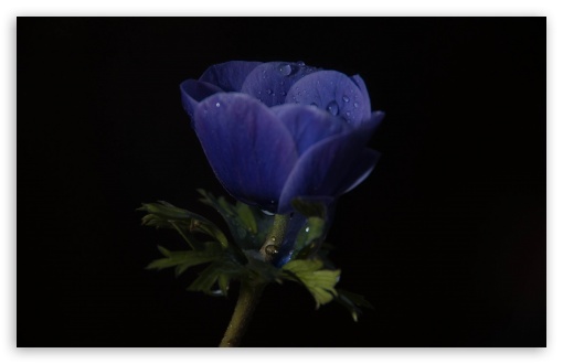 Download Blue Flower UltraHD Wallpaper