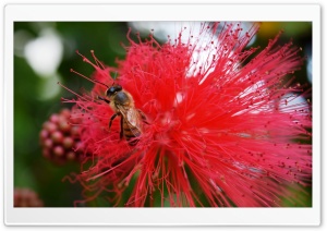 Bee Feasting in Flower