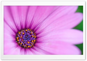 Purple Osteospermum Flower