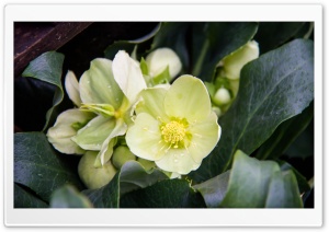 White Flowers Close up