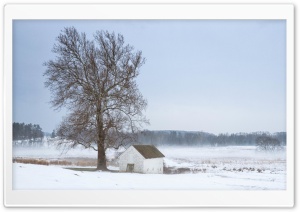 Mist, Tree, House, Winter