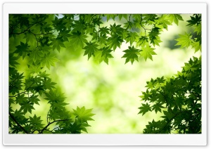 Green Maple Leaves