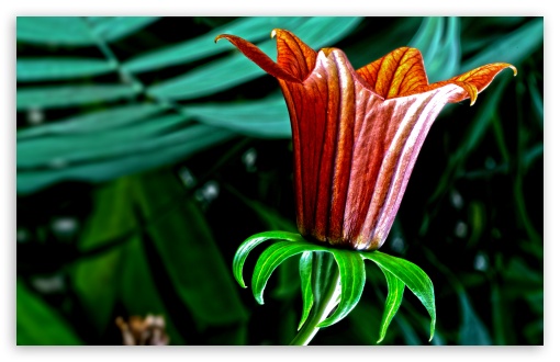 Download Botanical Garden Flower UltraHD Wallpaper