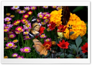 Butterfly and Colorful Flowers