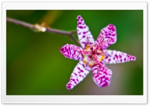 A Toad Lily Flower