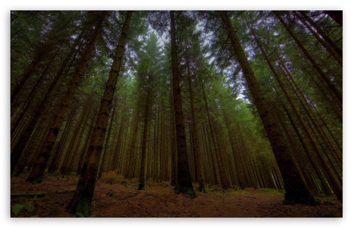 Download Beautiful Forest UltraHD Wallpaper