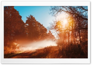 Misty Forest Track, Beautiful...