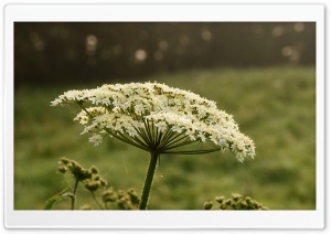 Morning Dew Drops On Flowers