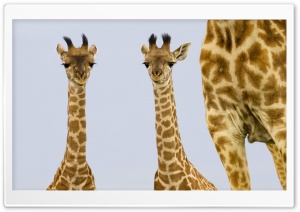 Two Newborn Giraffe Masai...