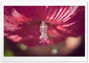 Hibiscus Bokeh