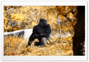 Black Gorilla Autumn