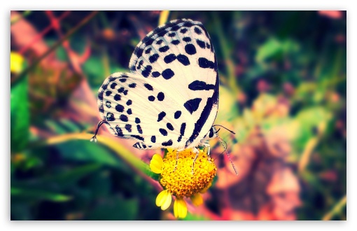 Download Butterfly UltraHD Wallpaper