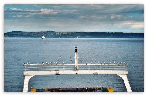 Download Istanbul Ferry Seagull UltraHD Wallpaper