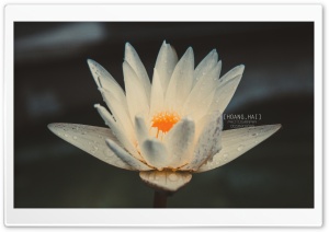 Beautiful in white Lotus