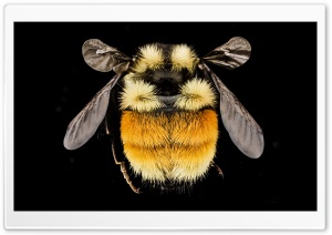 Tricoloured Bumblebee