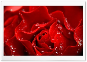 Love is Like a Red Rose