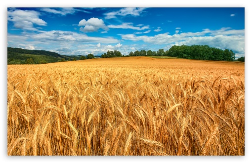 Download Golden Wheat Field Landscape UltraHD Wallpaper