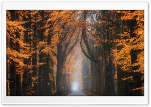 Road, Trees, Beautiful Autumn...