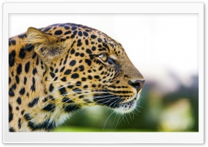 Big Cat Leopard Portrait Side...
