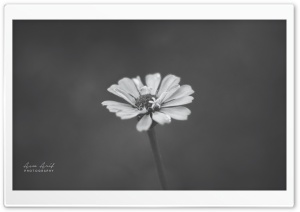 Zinnia Flower