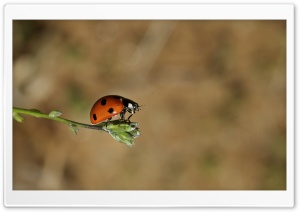Ladybug On A Bud