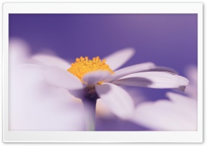 White Daisy Flower, Purple...