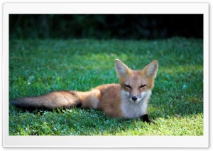 Pretty Red Fox