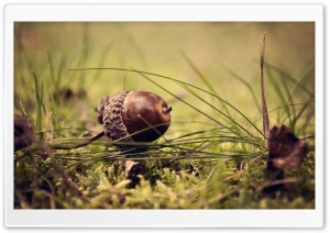 Acorn