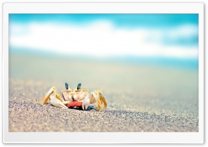 Lonely Crab