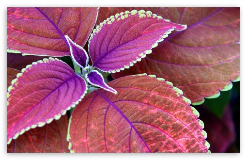 Download Purple Plant UltraHD Wallpaper