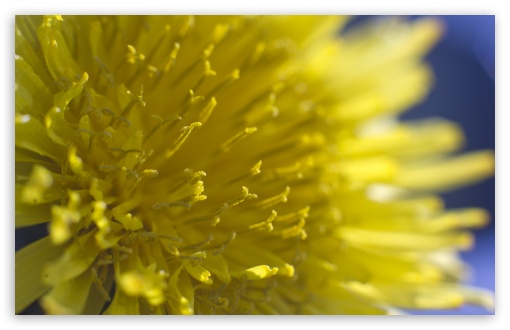Download Dandelion Flowers Macro UltraHD Wallpaper