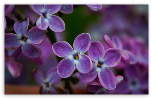 Download Lilac Blossoms Closeup UltraHD Wallpaper